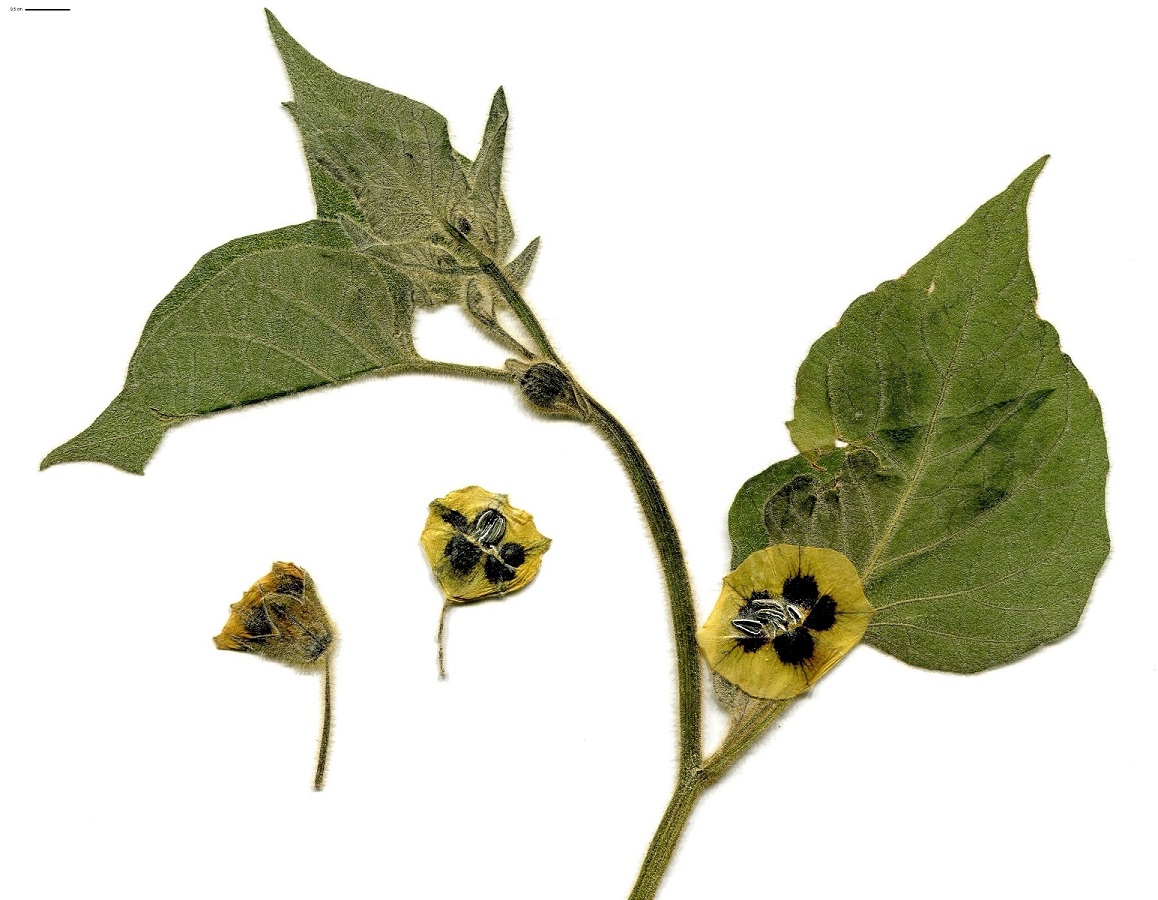 Physalis peruviana (Solanaceae)